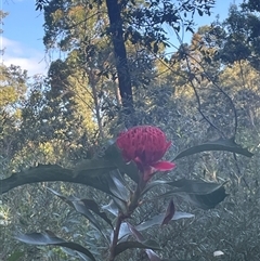 Telopea speciosissima at Woodburn, NSW - 15 Sep 2024