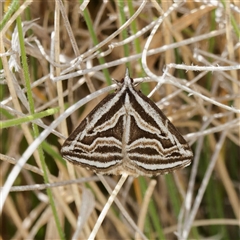 Dichromodes confluaria (Ceremonial Heath Moth) at Mount Clear, ACT - 2 Nov 2023 by DPRees125