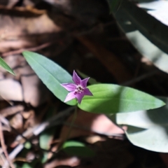 Schelhammera undulata (Lilac Lily) at Burrill Lake, NSW - 14 Sep 2024 by Clarel