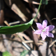 Schelhammera undulata at Burrill Lake, NSW - 14 Sep 2024 11:43 AM