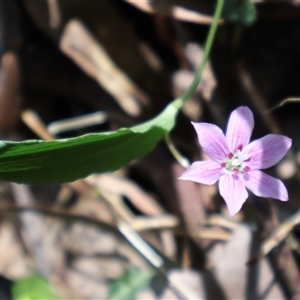 Schelhammera undulata at Burrill Lake, NSW - 14 Sep 2024