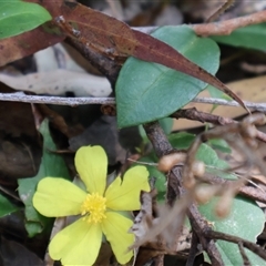 Hibbertia scandens (Climbing Guinea Flower) at Burrill Lake, NSW - 14 Sep 2024 by Clarel