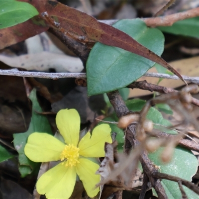 Hibbertia scandens (Climbing Guinea Flower) at Burrill Lake, NSW - 14 Sep 2024 by Clarel