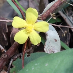 Hibbertia scandens at Burrill Lake, NSW - 14 Sep 2024