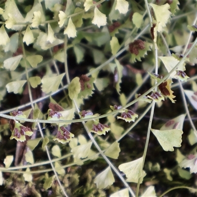 Asplenium flabellifolium (Necklace Fern) at Porters Creek, NSW - 15 Sep 2024 by Clarel