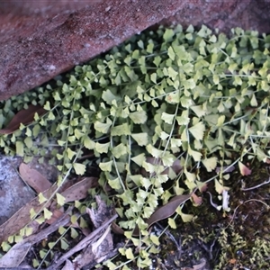 Asplenium flabellifolium at Porters Creek, NSW - 15 Sep 2024 10:31 AM