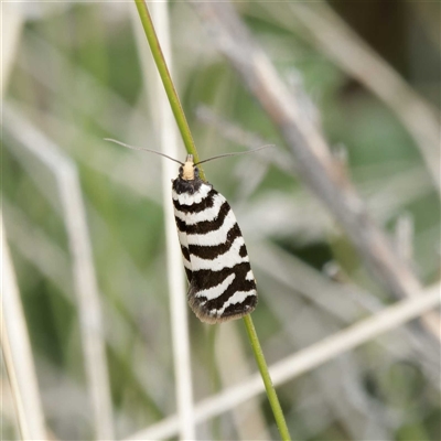 Technitis amoenana (A tortrix or leafroller moth) at Mount Clear, ACT - 3 Nov 2023 by DPRees125