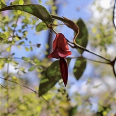 Kennedia rubicunda (Dusky Coral Pea) at Porters Creek, NSW - 15 Sep 2024 by Clarel