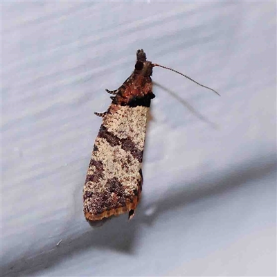 Rupicolana orthias (A tortrix or leafroller moth) at Turner, ACT - 13 Sep 2024 by ConBoekel