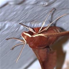 Hippotion scrofa (Coprosma Hawk Moth) at Turner, ACT - 13 Sep 2024 by ConBoekel