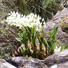 Dendrobium speciosum (Rock Lily) at Porters Creek, NSW - 15 Sep 2024 by Clarel