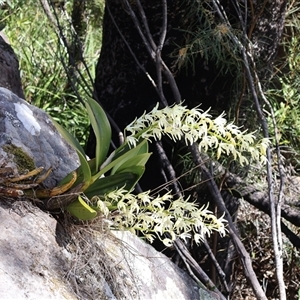 Dendrobium speciosum at Porters Creek, NSW - suppressed