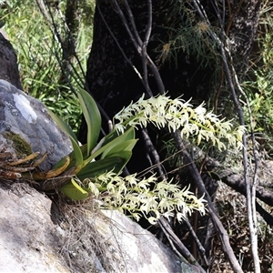 Thelychiton speciosa at Porters Creek, NSW - suppressed