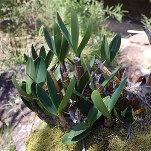 Dendrobium speciosum at Porters Creek, NSW - suppressed