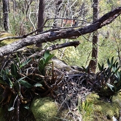 Thelychiton speciosa at Porters Creek, NSW - suppressed