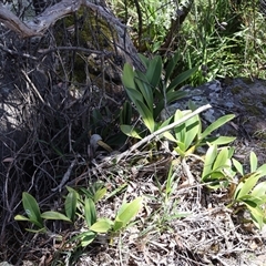 Dendrobium speciosum at Porters Creek, NSW - 15 Sep 2024