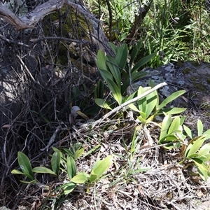 Dendrobium speciosum at Porters Creek, NSW - suppressed