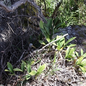 Thelychiton speciosa at Porters Creek, NSW - suppressed