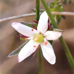 Rhytidosporum procumbens (White Marianth) at Bango, NSW - 6 Sep 2024 by ConBoekel