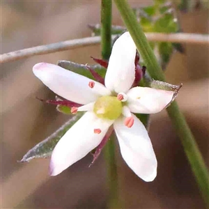 Rhytidosporum procumbens at Bango, NSW - 6 Sep 2024