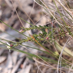 Rhytidosporum procumbens at Bango, NSW - 6 Sep 2024