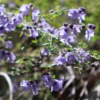 Prostanthera sp. at Porters Creek, NSW - 15 Sep 2024 by Clarel