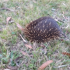 Tachyglossus aculeatus (Short-beaked Echidna) at Penrose, NSW - 15 Sep 2024 by Aussiegall