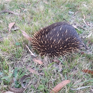 Tachyglossus aculeatus at Penrose, NSW - suppressed