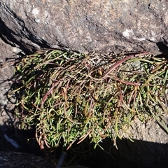 Dockrillia striolata (Streaked Rock Orchid) at Porters Creek, NSW - 14 Sep 2024 by Clarel