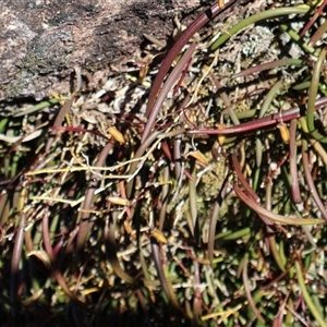 Dockrillia striolata at Porters Creek, NSW - suppressed