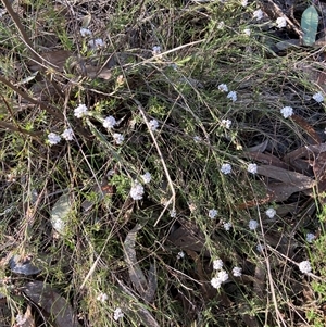 Leucopogon microphyllus var. pilibundus at Bruce, ACT - 15 Sep 2024