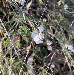 Leucopogon microphyllus var. pilibundus at Bruce, ACT - 15 Sep 2024