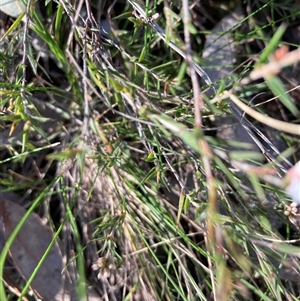 Leucopogon microphyllus var. pilibundus at Bruce, ACT - 15 Sep 2024