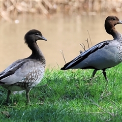 Chenonetta jubata (Australian Wood Duck) at Baranduda, VIC - 15 Sep 2024 by KylieWaldon