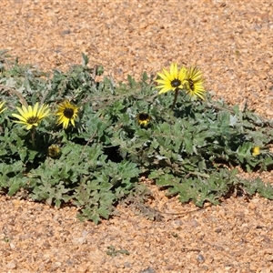 Arctotheca calendula at Baranduda, VIC - 15 Sep 2024