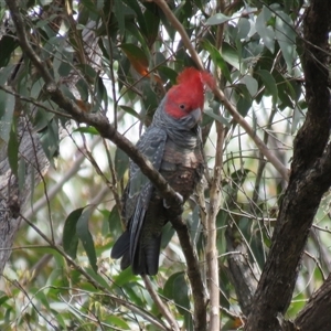 Callocephalon fimbriatum at High Range, NSW - suppressed