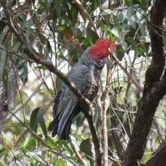 Callocephalon fimbriatum at High Range, NSW - suppressed