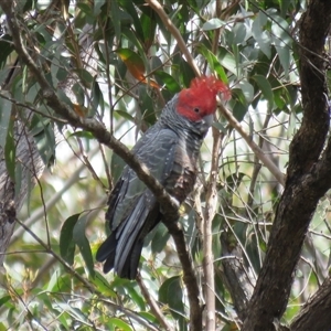 Callocephalon fimbriatum at High Range, NSW - suppressed