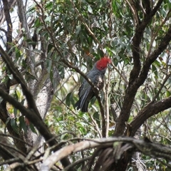 Callocephalon fimbriatum at High Range, NSW - suppressed