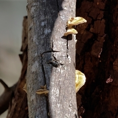Unverified Other fungi on wood at Baranduda, VIC - 15 Sep 2024 by KylieWaldon