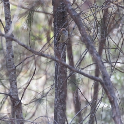 Acanthiza lineata (Striated Thornbill) at High Range, NSW - 14 Sep 2024 by Span102