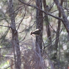 Acanthiza lineata at High Range, NSW - 15 Sep 2024