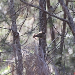 Acanthiza lineata at High Range, NSW - suppressed