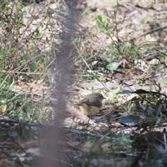 Acanthiza reguloides (Buff-rumped Thornbill) at High Range, NSW - 15 Sep 2024 by Span102