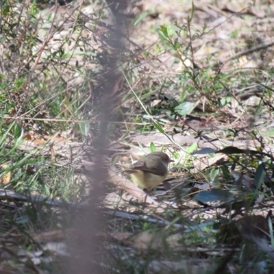 Acanthiza reguloides (Buff-rumped Thornbill) at High Range, NSW - 14 Sep 2024 by Span102