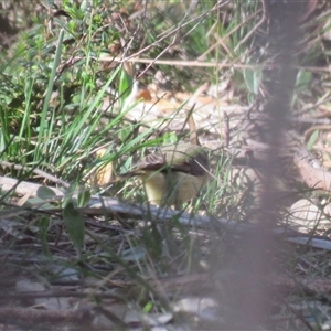 Acanthiza reguloides at High Range, NSW - suppressed