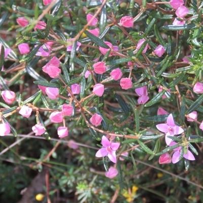 Boronia ledifolia (Ledum Boronia) at High Range, NSW - 15 Sep 2024 by Span102