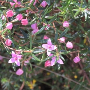 Boronia ledifolia at High Range, NSW - suppressed