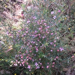 Boronia ledifolia at High Range, NSW - suppressed