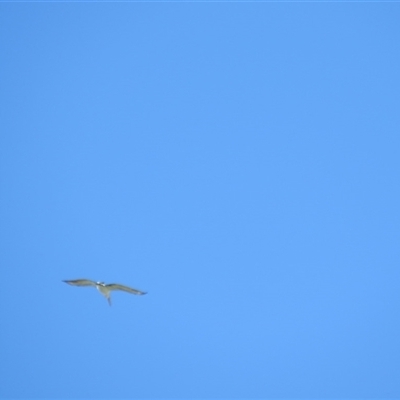 Pelecanus conspicillatus (Australian Pelican) at Burradoo, NSW - 15 Sep 2024 by Span102